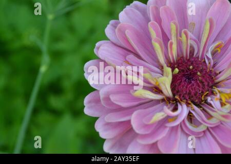 Flower Major. Zinnia elegans. Blume blassrosa. Nahaufnahme. Auf verschwommenem Hintergrund. Garten. Feld. Großes Blumenbeet. Horizontales Foto Stockfoto