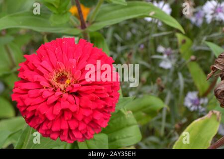 Flower Major. Zinnia elegans. Blume, hellrosa. Nahaufnahme. Garten. Feld. Blumenbespannung. Großes Blumenbeet. Horizontal Stockfoto
