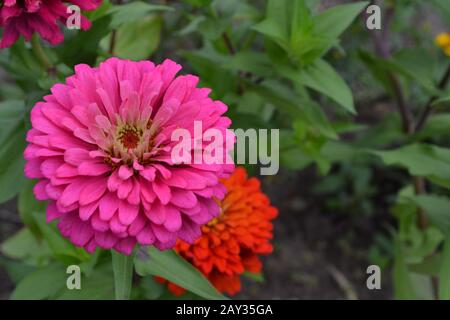 Flower Major. Zinnia elegans. Viele Blumen in verschiedenen Farben - orange, pink. Garten. Feld. Blumenbespannung. Horizontal Stockfoto