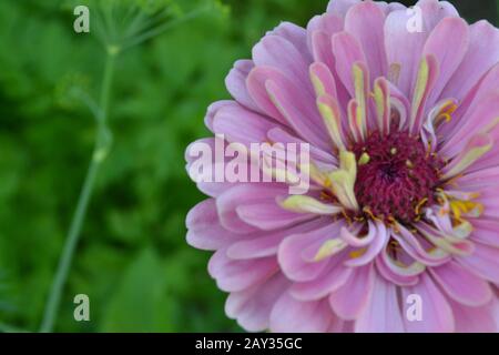 Flower Major. Zinnia elegans. Blume blassrosa. Nahaufnahme. Auf verschwommenem Hintergrund. Garten. Feld. Blumenbespannung. Horizontal Stockfoto