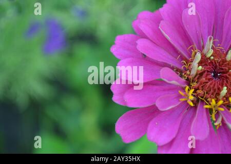 Flower Major. Zinnia elegans. Blume pink. Nahaufnahme. Auf verschwommenem Hintergrund. Garten. Blumenbespannung. Großes Blumenbeet. Horizontales Foto Stockfoto