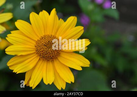 Heliopsis helianthoides. Mehrjährig. Ähnlich der Gänseblümchen. Hohe Blumen. Die Blumen sind gelb. Nahaufnahme. Auf verschwommenem Hintergrund. Es ist sonnig. Garten. Flowe Stockfoto