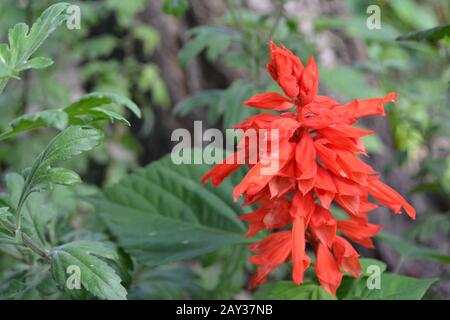 Salvia. Salvia splendens. Blumenrot. Wärmeliebende Pflanzen. Jährliches Werk. Schöne Blume. Garten. Blumenbeet. Wachsende Blumen. Horizontales Foto Stockfoto