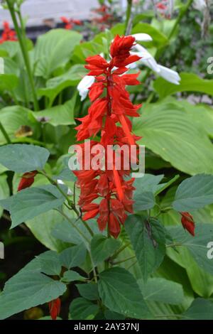 Salvia. Salvia splendens. Blumenrot. Wärmeliebende Pflanzen. Jährliches Werk. Schöne Blume. Garten. Blumenbeet. Wachsende Blumen. Vertikales Foto Stockfoto