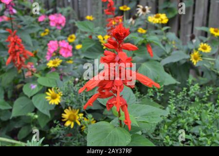 Salvia. Salvia splendens. Blumenrot. Wärmeliebende Pflanzen. Jährliches Werk. Schöne Blume. Garten. Blumenbeet. Wachsende Blumen. Nahaufnahme. Horizontal Stockfoto