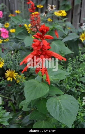 Salvia. Salvia splendens. Blumenrot. Wärmeliebende Pflanzen. Jährliches Werk. Schöne Blume. Garten. Blumenbeet. Wachsende Blumen. Nahaufnahme. Vertikal Stockfoto