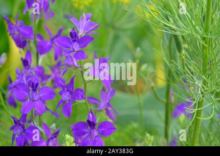 Consolida. Zarte Blume. Blume violett. Kleine Blumen am Stängel. Unter den grünen Blättern. Garten. Feld. Auf verschwommenem Hintergrund. Horizontal Stockfoto