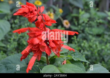Salvia. Salvia splendens. Blumenrot. Wärmeliebende Pflanzen. Jährliches Werk. Blumenbeet. Wachsende Blumen. Nahaufnahme. Auf verschwommenem Hintergrund. Horizontal Stockfoto