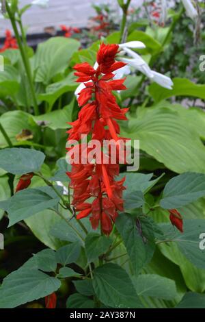 Salvia. Salvia splendens. Blumenrot. Wärmeliebende Pflanzen. Jährliches Werk. Garten. Blumenbeet. Wachsende Blumen. Nahaufnahme. Auf verschwommenem Hintergrund. Vertikal Stockfoto