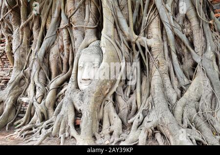 Der Kopf des buddha-bildes aus Sandstein Stockfoto