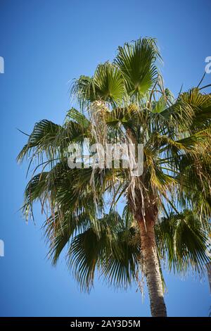 Palm Tree gegen den blauen Himmel Stockfoto