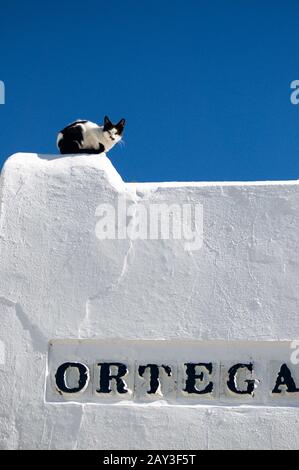 Eine schwarz-weiße Katze sitzt an einer weißen Wand auf einer schmalen Straße in einer spanischen Kleinstadt Stockfoto