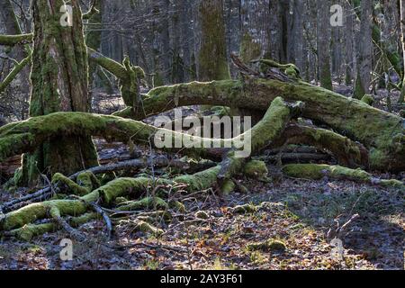 Primärwald, Bialowieza, Polen Stockfoto