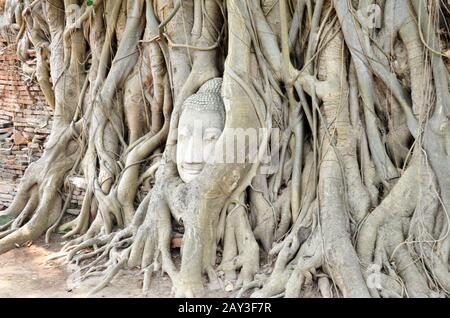 Der Kopf des buddha aus Sandstein Stockfoto