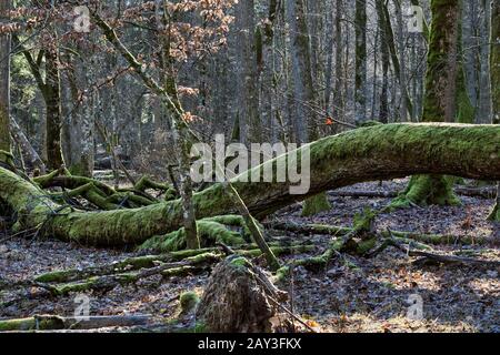 Primärwald, Bialowieza, Polen Stockfoto