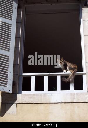 Eine dreifarbige Katze mit riesigen schönen Augen und einem flauschigen Schwanz sitzt an einem Herbstsonntag in einer kleinen Stadt auf einem Fenster mit blauen Fensterläden Stockfoto