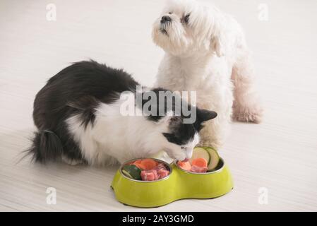 Kleiner Hund Malteser und schwarz-weisse Katze essen natürliche, organische Lebensmittel aus einer Schüssel zu Hause Stockfoto