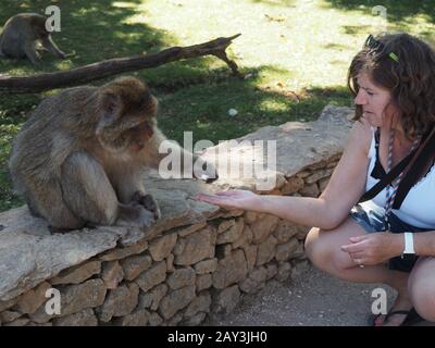 La Forêt des Singes de Rocamadour, Lot Department, Aquitanien, Barbary Makaques kostenlos Roaming im Affenheiligtum. Reisestandorte in Frankreich Stockfoto