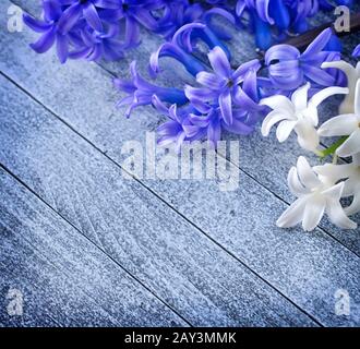 Blumen Stockfoto