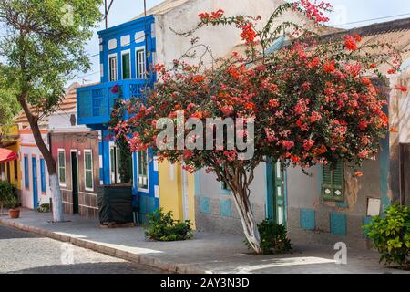 Gepflasterte Straße mit bunten Häusern und blühendem Baum in Bofareira auf der Insel Boa Vista von Kap Verde Stockfoto