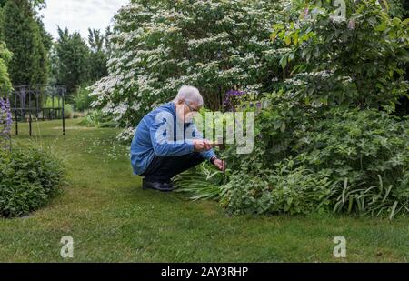 Mann, arbeitet im Garten Stockfoto