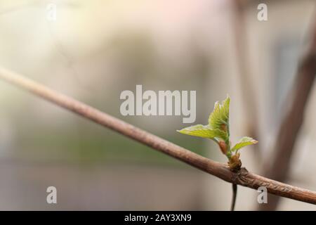 Junge Blütenstand der Trauben am Weinstock. Rebsorten mit jungen Blättern und Knospen Blühen auf einer Weinrebe im Weinberg. Frühjahr Knospen sprießen Stockfoto