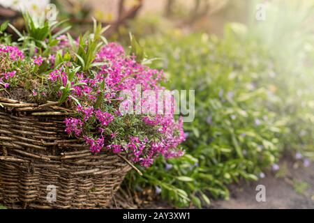 Schöne lila Blume im alten Korbhintergrund mit grünen Aas und Sonnenstrahlen Stockfoto