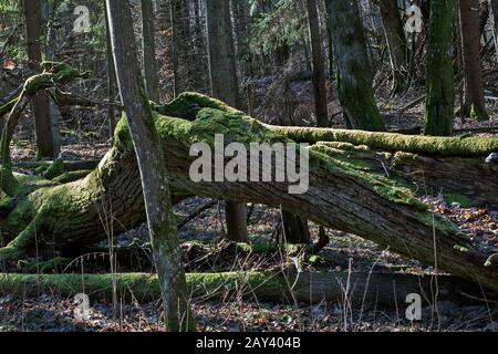 Primärwald, Bialowieza, Polen Stockfoto