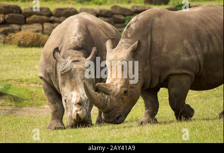 Zwei Rhinos in einem britischen Zoogehege Stockfoto