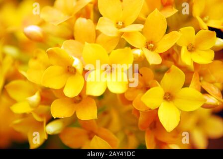 Blumen-Nahaufnahme Stockfoto