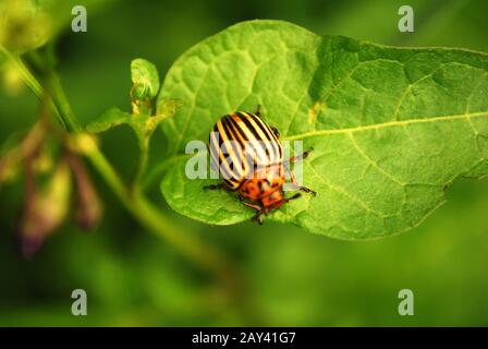 Käfer Stockfoto