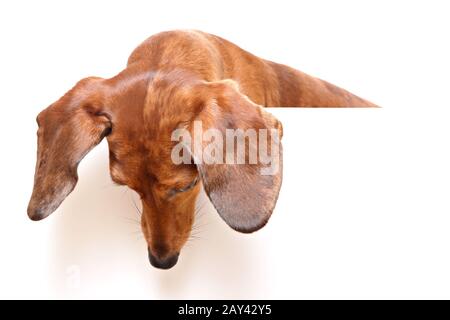Dackel Hund schaut Stockfoto Dackel Hund schaut Stockfoto