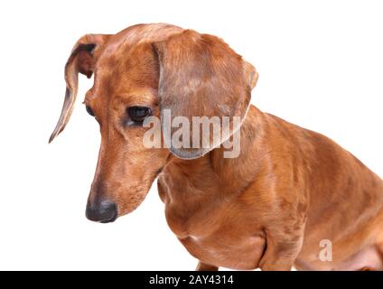 Dackel Hund schaut Stockfoto Dackel Hund schaut Stockfoto