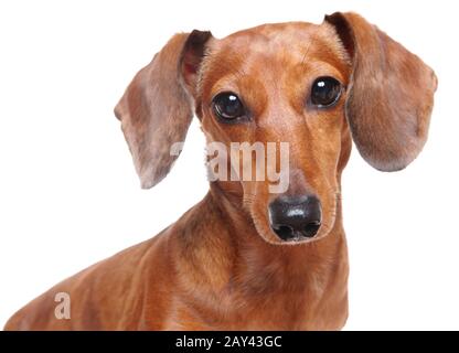 Dackel Hund Stockfoto