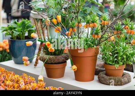 Orangefarbene Tulpen und Fritillaria imperialis werden auch als Premier oder Crown Imperial in Blumentöpfen bezeichnet Stockfoto
