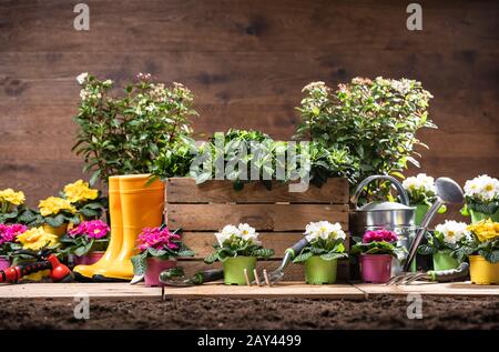 Gartenwerkzeuge Und Blumen Bereit Zum Pflanzen Stockfoto