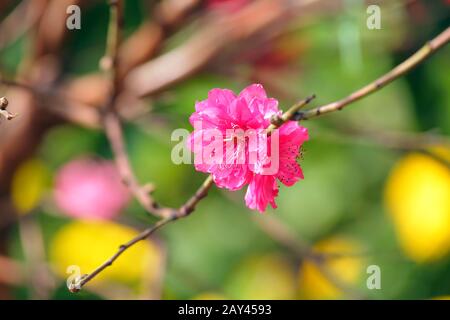 Pfirsichblüte, Blume für chinese New year Stockfoto