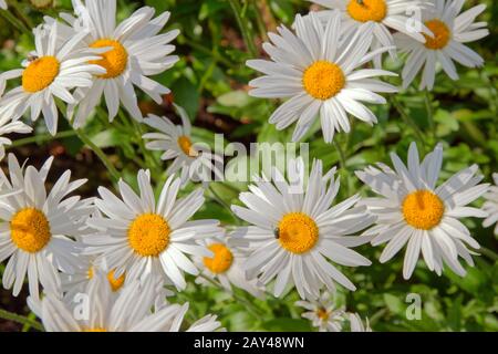 Weiß Aster Blumen, möglicherweise die Alpine Aster, Aster Alpinus. Stockfoto