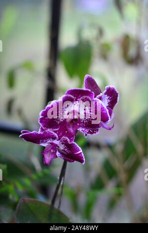 Violetter Orchideenzweig Auf Grünem Natürlichen Hintergrund Stockfoto