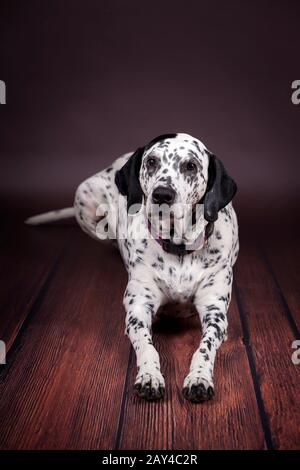 Ein Hund dalmatiner, der im Studio die Kamera betrachtet Stockfoto