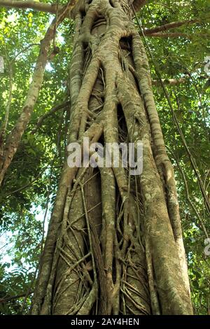 Überwachsene Wurzeln strangeln im Dschungel in der Nähe von Siem Reap, Kambodscha. Stockfoto