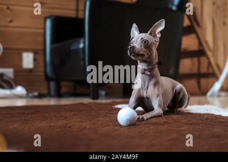 Süße russische Spielzeug-Terrier, ruhig auf einem Teppich ausruhen, nachdem sie mit einem Golfball gespielt haben, sieht mit Interesse aus, im natürlichen Licht. Stockfoto