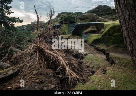 Wetter in Großbritannien: Sturm Ciara nimmt rund zwölf alte Kiefern aus dem beliebten Touristengebiet Ilkley Moor, West Yorkshire, England auf - Rebecca Cole, Alamy Stockfoto