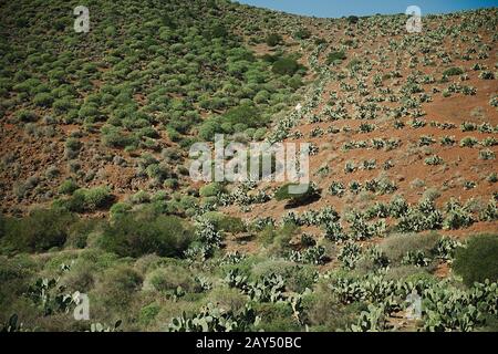 Opuntia oder stacheliger Birnkaktus, eine invasive Art, die in freier Wildbahn in einer Karoo-Landschaft im Norden Südafrikas am späten Nachmittag wächst Stockfoto