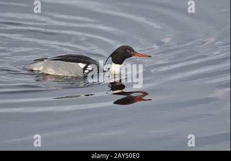 Männliche Rotreißige Merganser (Mergus serrator) im Brutgefieders Stockfoto