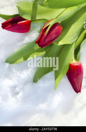 Tulip Stockfoto