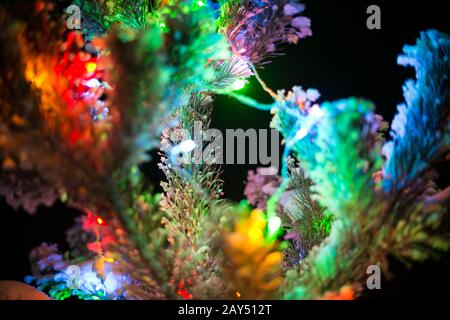 Strahlende Lichter eines natürlichen Weihnachtsbaums bedeckten Schnee. Makro Stockfoto