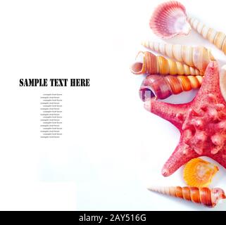 Muscheln Stockfoto