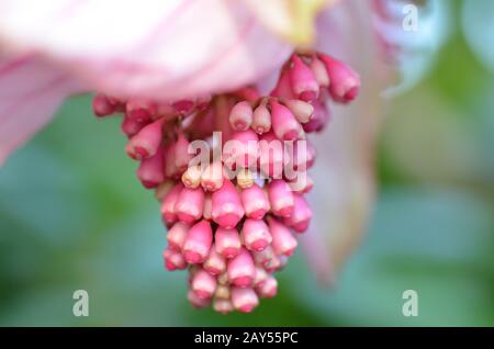 Gesunde hawaiische Rosen-Traubenblume Stockfoto