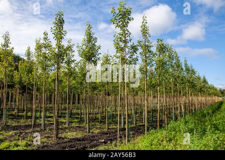 Pyrus Calleryana Chanticleer Pyrus calleryana, oder die Callery-Birne, ist eine in China und Vietnam heimische Birnbaumart in der Familie Rosaceae. Sie ist am häufigsten für ihren in den Vereinigten Staaten verbreiteten und zunehmend als invasive Art angesehenen Anbau "Bradford" bekannt Stockfoto